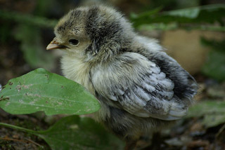 The Strength From Being Little Image